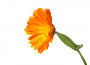 858calendula